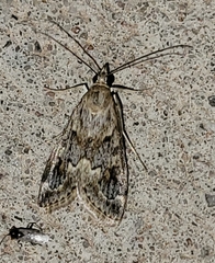 Loxostege allectalis