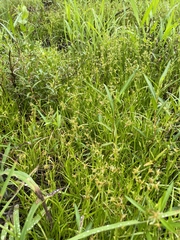 Juncus repens