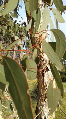 Eucalyptus fasciculosa