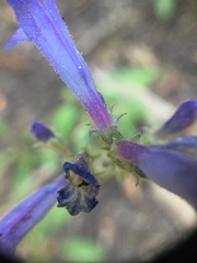 Penstemon gracilentus