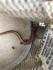 Eurycea chamberlaini