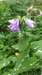 Campanula trachelium