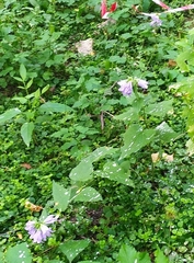 Campanula trachelium