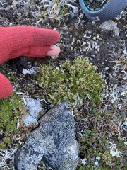 Pseudocherleria macrocarpa