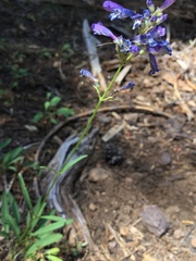 Penstemon gracilentus