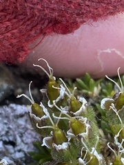 Pseudocherleria macrocarpa