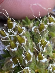 Pseudocherleria macrocarpa