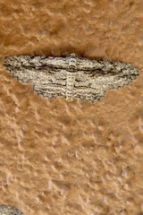 Iridopsis obliquaria