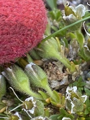 Pseudocherleria macrocarpa