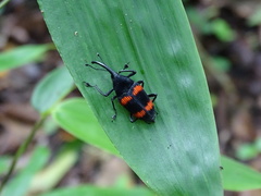 Cactophagus duplocinctus