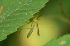 Hylobittacus apicalis