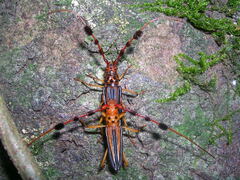 Cosmocerus strigosus