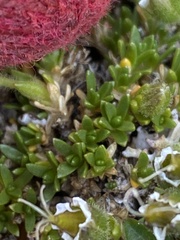 Pseudocherleria macrocarpa