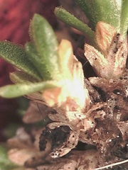 Pseudocherleria macrocarpa