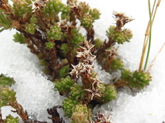 Sedum macdonaldii