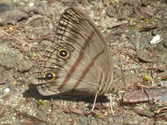 Megeuptychia antonoe