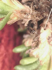 Pseudocherleria macrocarpa