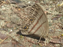 Megeuptychia antonoe