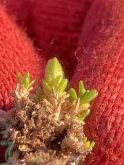 Pseudocherleria macrocarpa