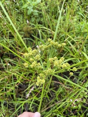 Cyperus pseudovegetus
