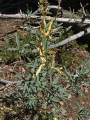 Lupinus angustiflorus