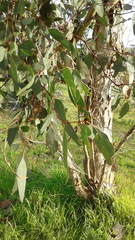 Eucalyptus fasciculosa