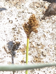 Carex norvegica