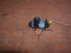 Cypherotylus borgmeieri