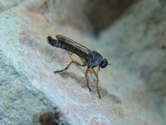 Neomochtherus geniculatus