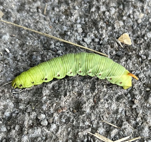 Convolvulus Hawkmoth