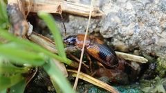 Stenolophus teutonus