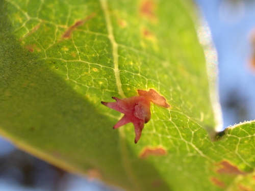iNaturalist observation photo of Spined Turban Gall Wasp