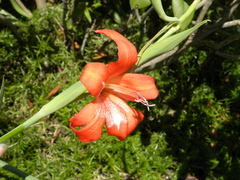 Gladiolus saundersii