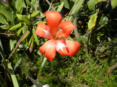 Gladiolus saundersii