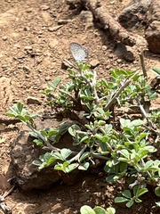 Freyeria trochylus