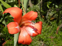 Gladiolus saundersii