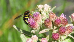 Bicyrtes insidiatrix