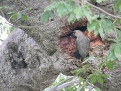 Poicephalus rufiventris