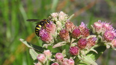 Bicyrtes insidiatrix