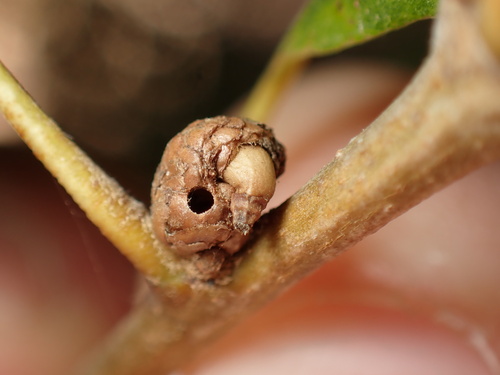 iNaturalist observation photo of Insects