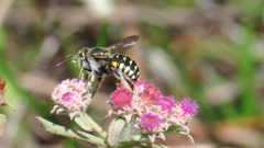 Anthidium maculifrons