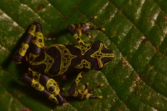 Atelopus spurrelli