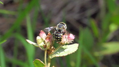 Anthidium maculifrons