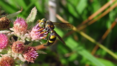 Bicyrtes insidiatrix