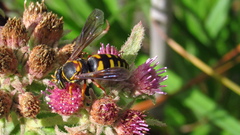 Bicyrtes insidiatrix