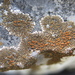 Squamulea galactophylla - Photo (c) Alejandro Huereca, algunos derechos reservados (CC BY-NC-ND), subido por Alejandro Huereca
