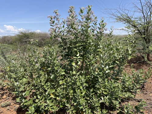 Calotropis gigantea image