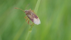 Rhopalus maculatus