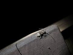 Prosoplus bankii