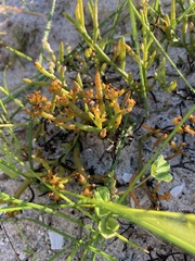 Thesium frisea